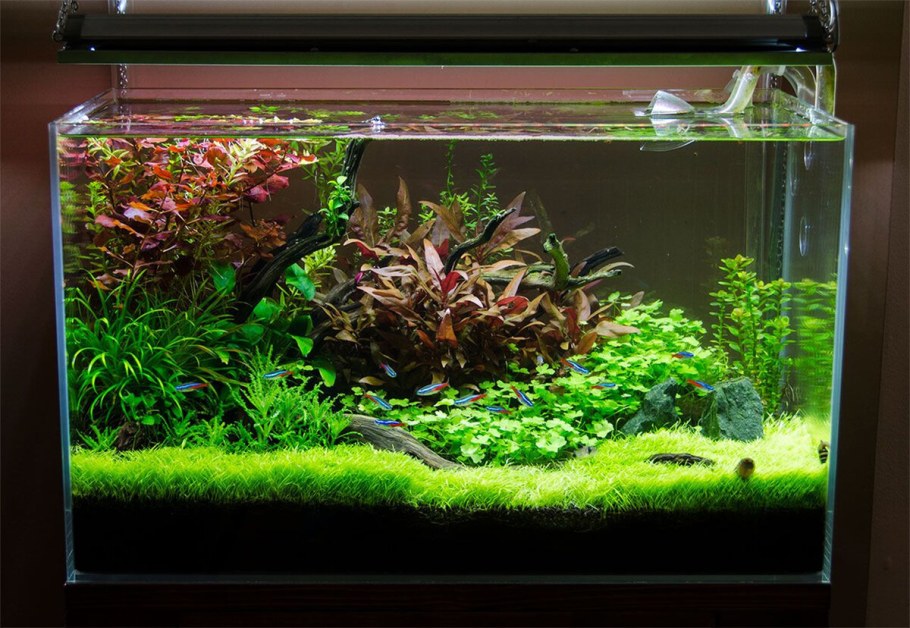 Голландский акваскейп