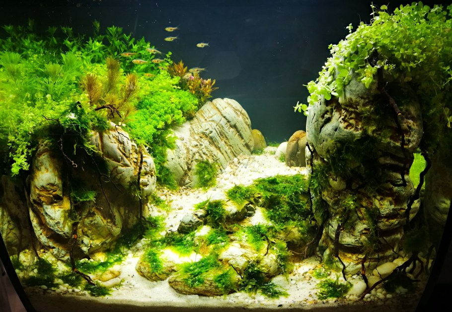 Дно аквариума