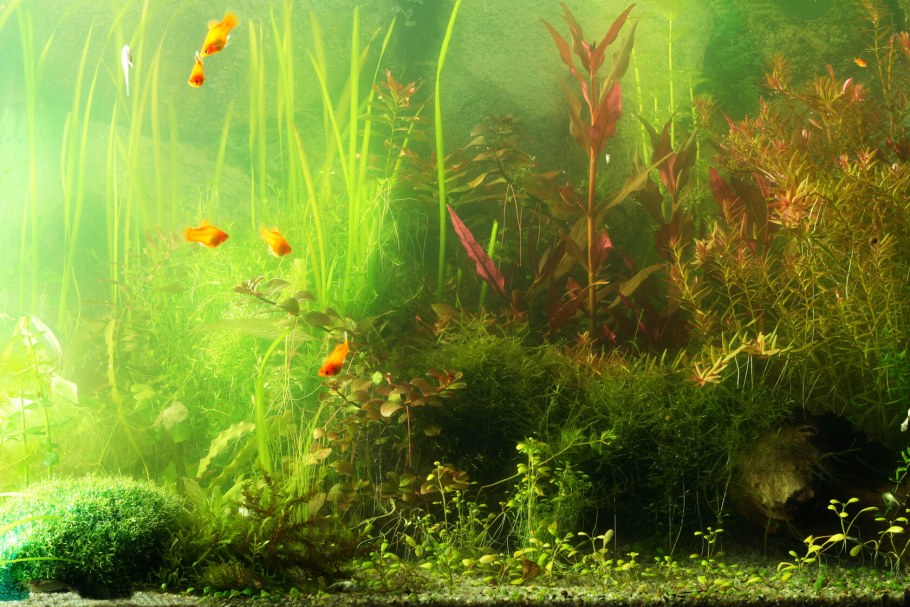 Мутная вода в аквариуме