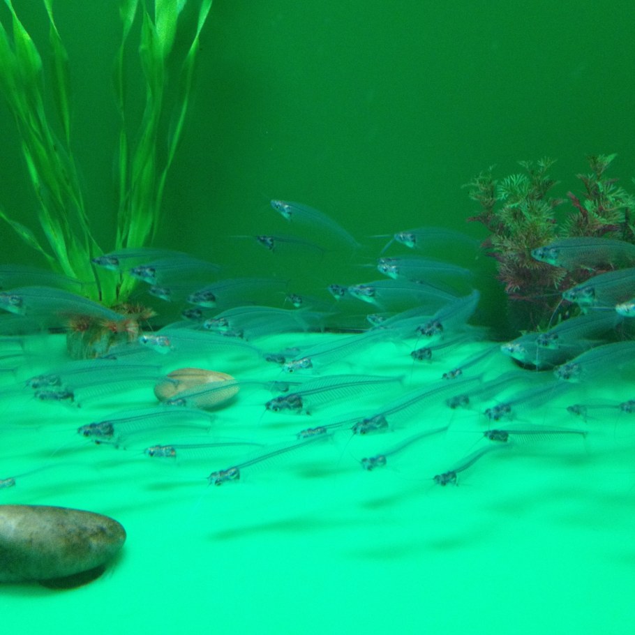 Аквариум Морское дно