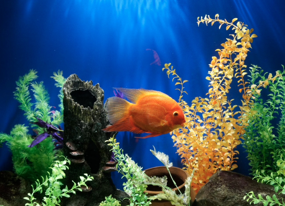 Рыбки для аквариума