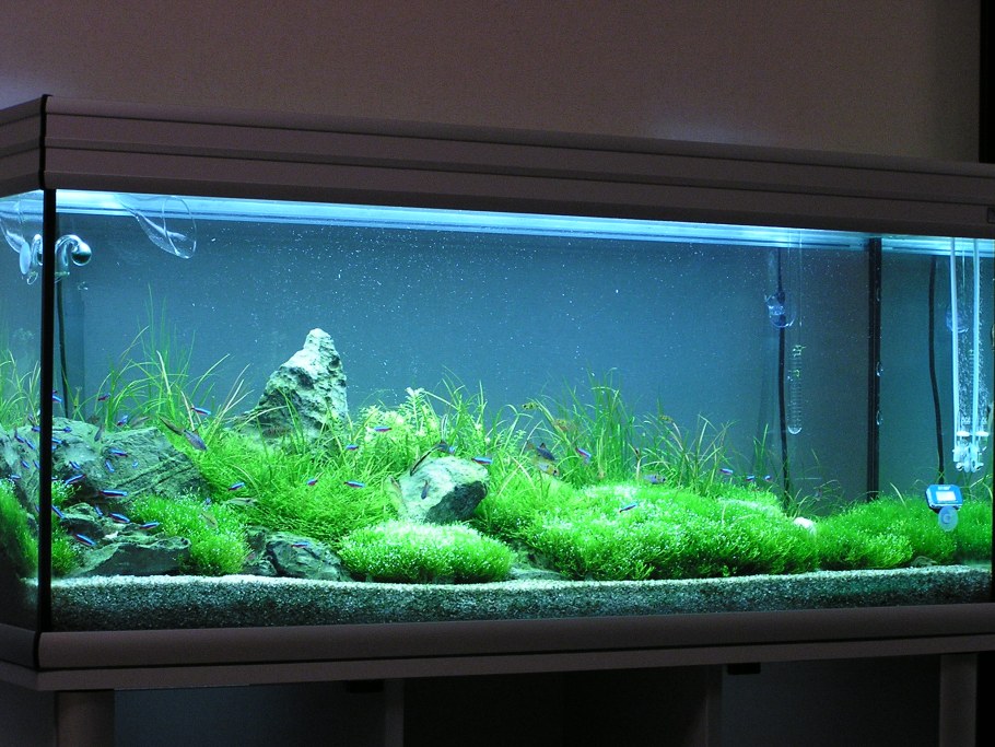 Аквариум без рыбок