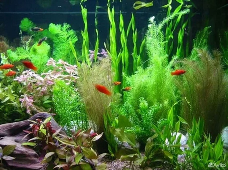 Рыбки для аквариума