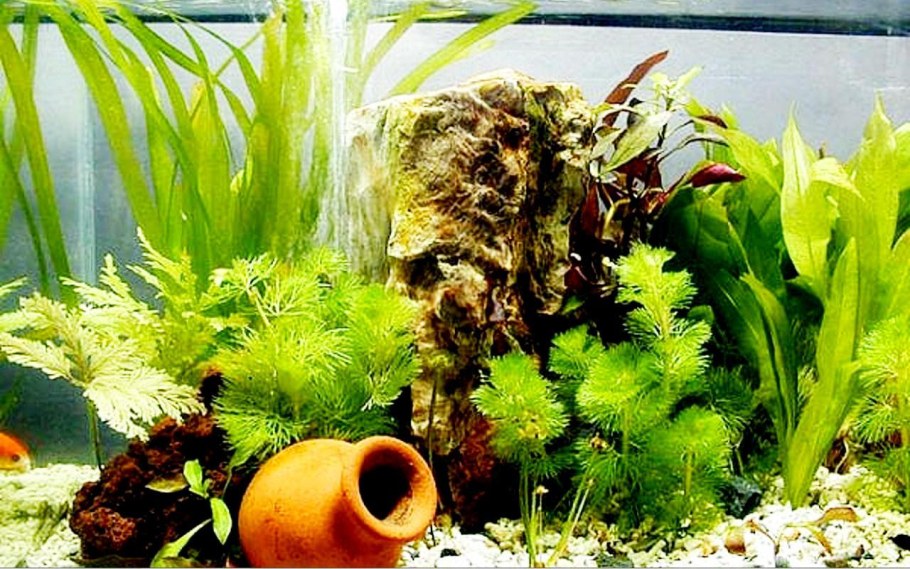 Растения для аквариума