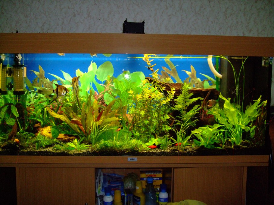 Аквариум с рыбами, улитками и водорослями
