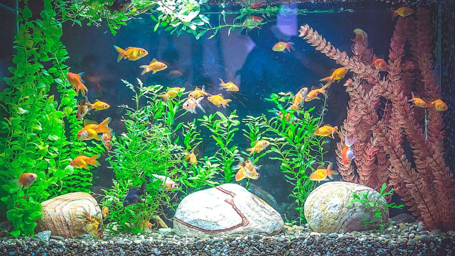 Аквариумные рыбки в аквариуме