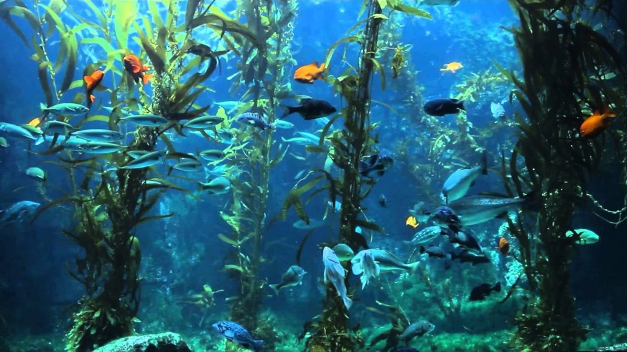 Водоросли под водой