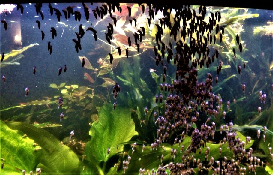 Красивые водоросли