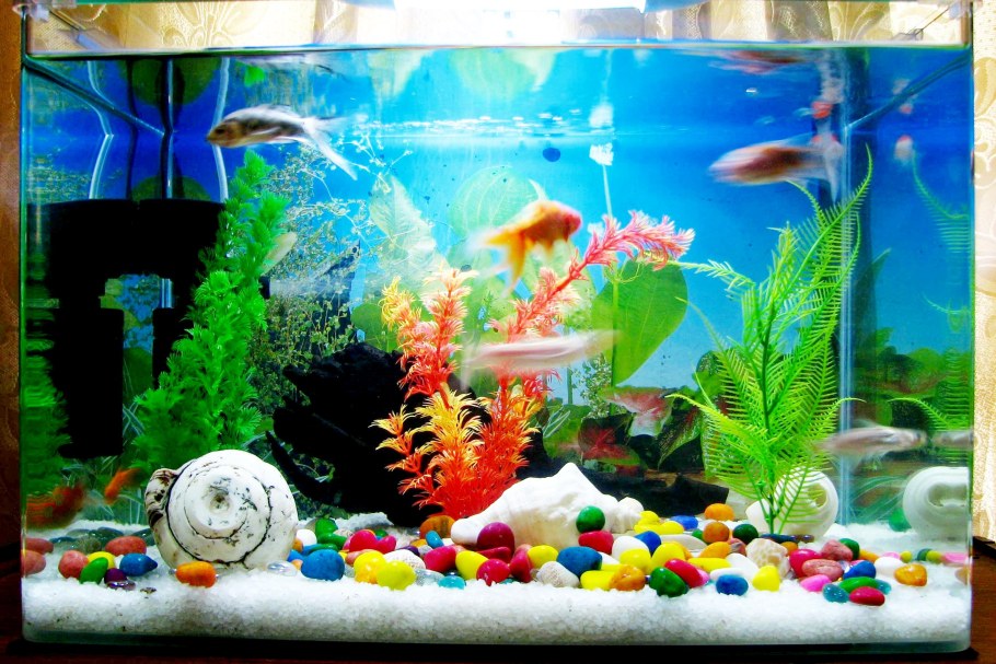 Рыбки для аквариума