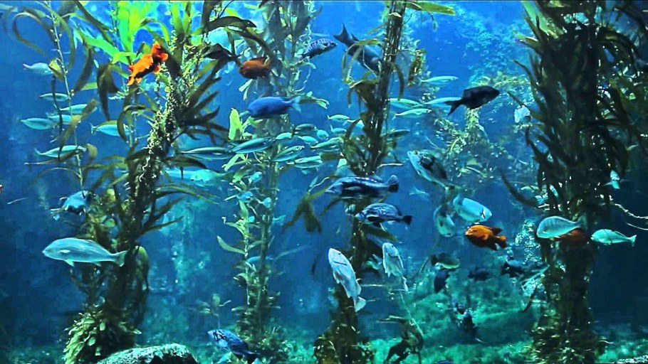Подводный мир аквариум