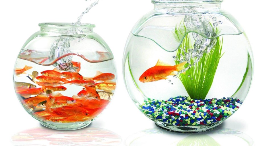 Круглый аквариум с рыбками