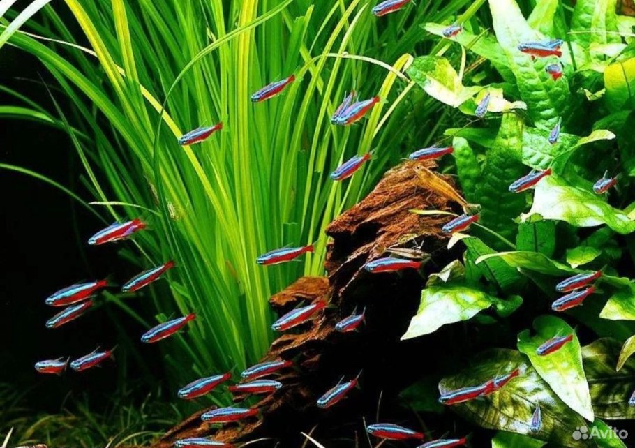 Аквариум с неонами