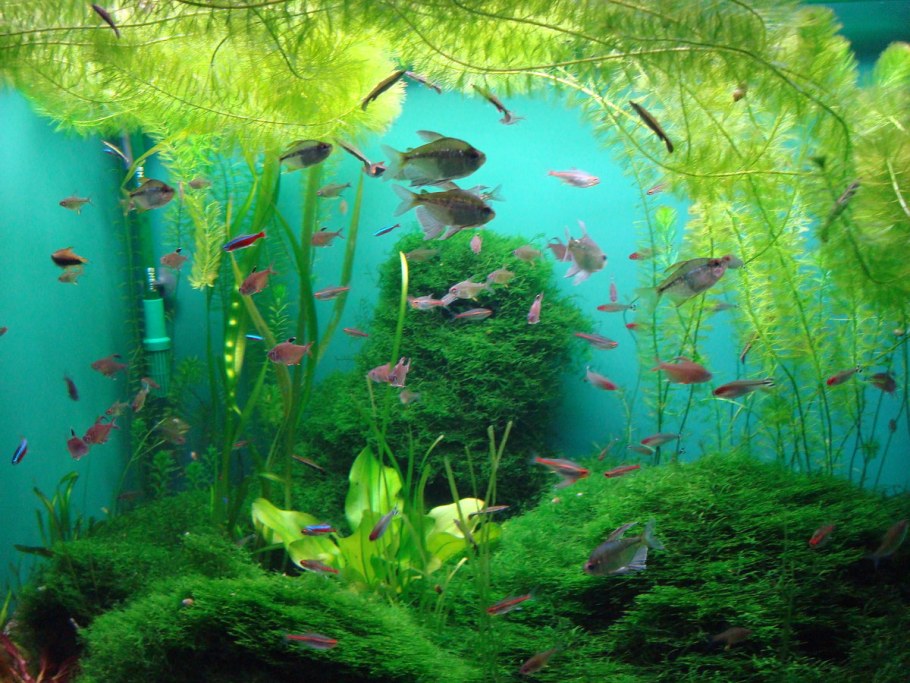 Водоросли для аквариума