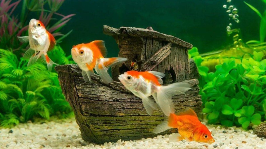 Золотая рыбка в аквариуме
