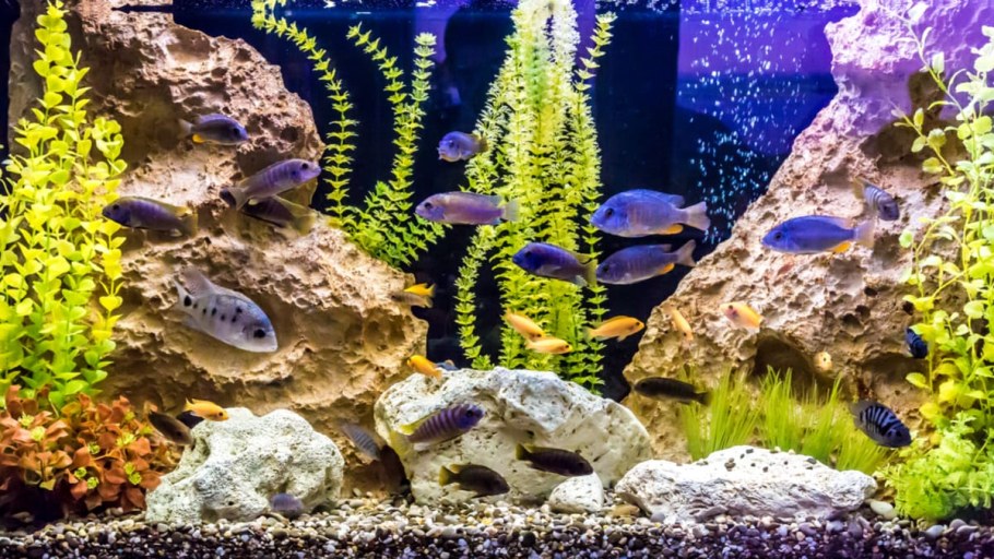 Аквариум фон без рыб