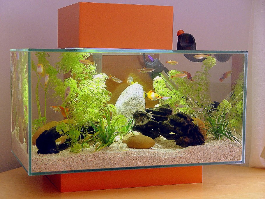 Рыбки для аквариума