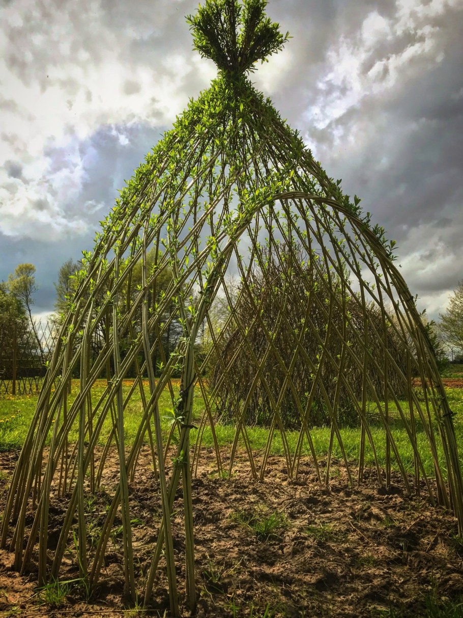 Плетёная Ива дерево