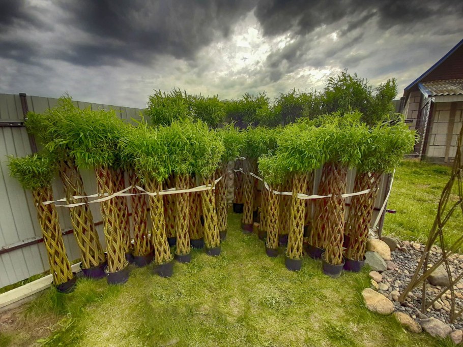 Плетеные деревья в саду