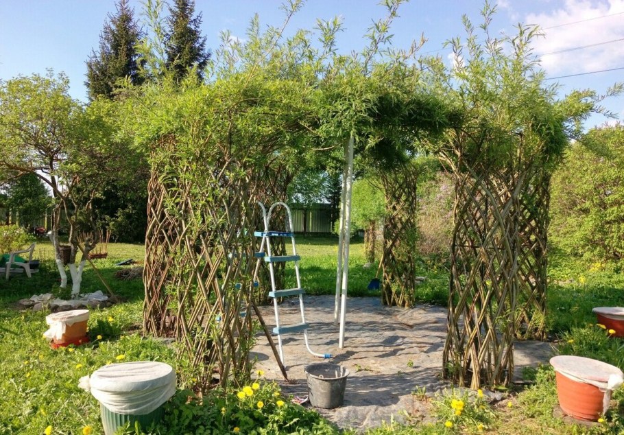 Ива плетеная датские корни