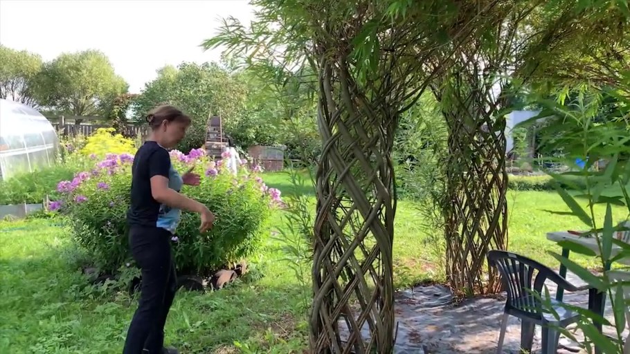 Ива прутовидная Живая изгородь