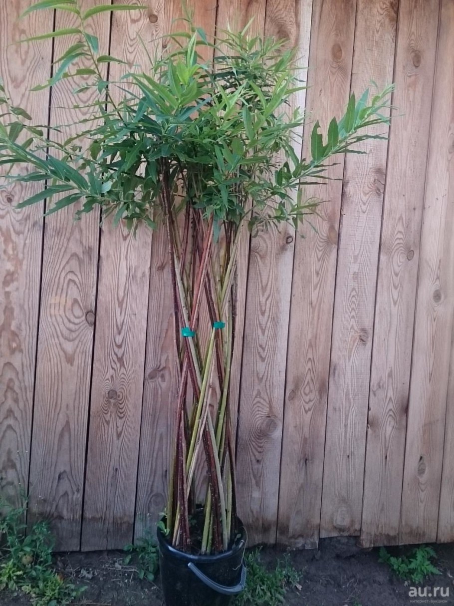 Плетистая Ива Пальма