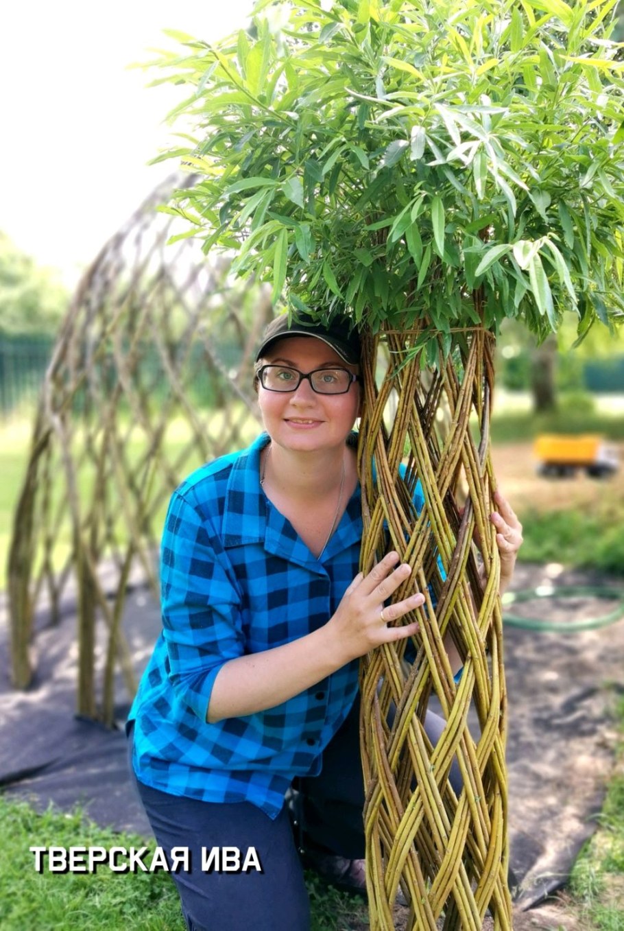 Американка гигантская сортовая Ива