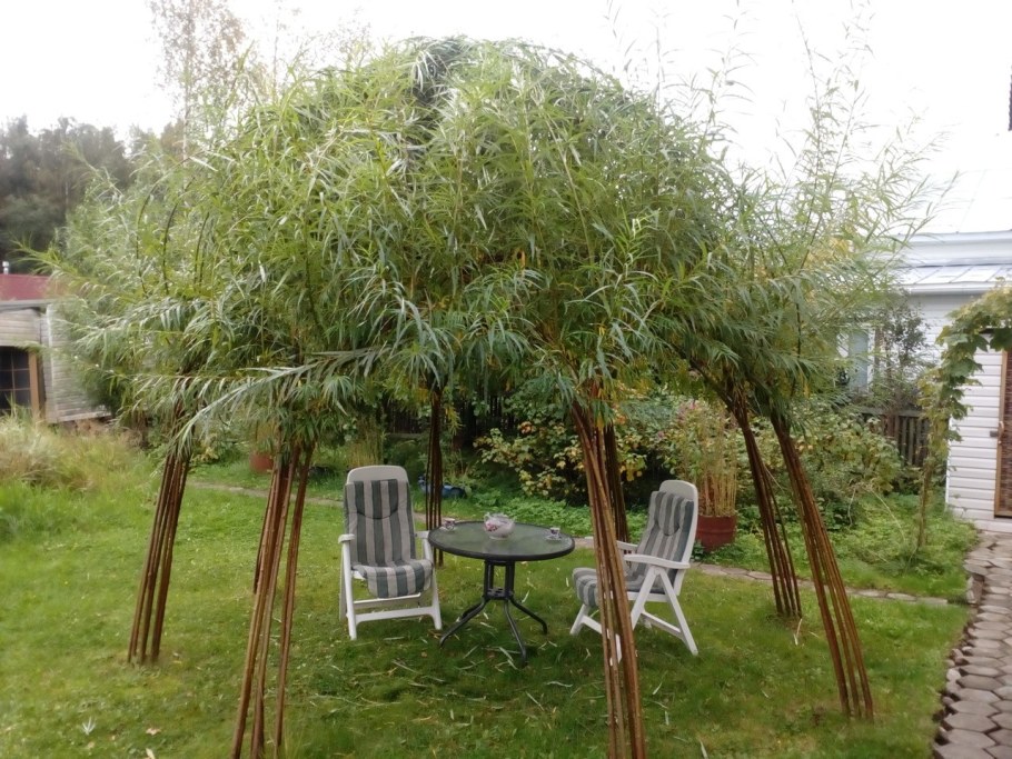 Ива гибридная Шверина улучшенная