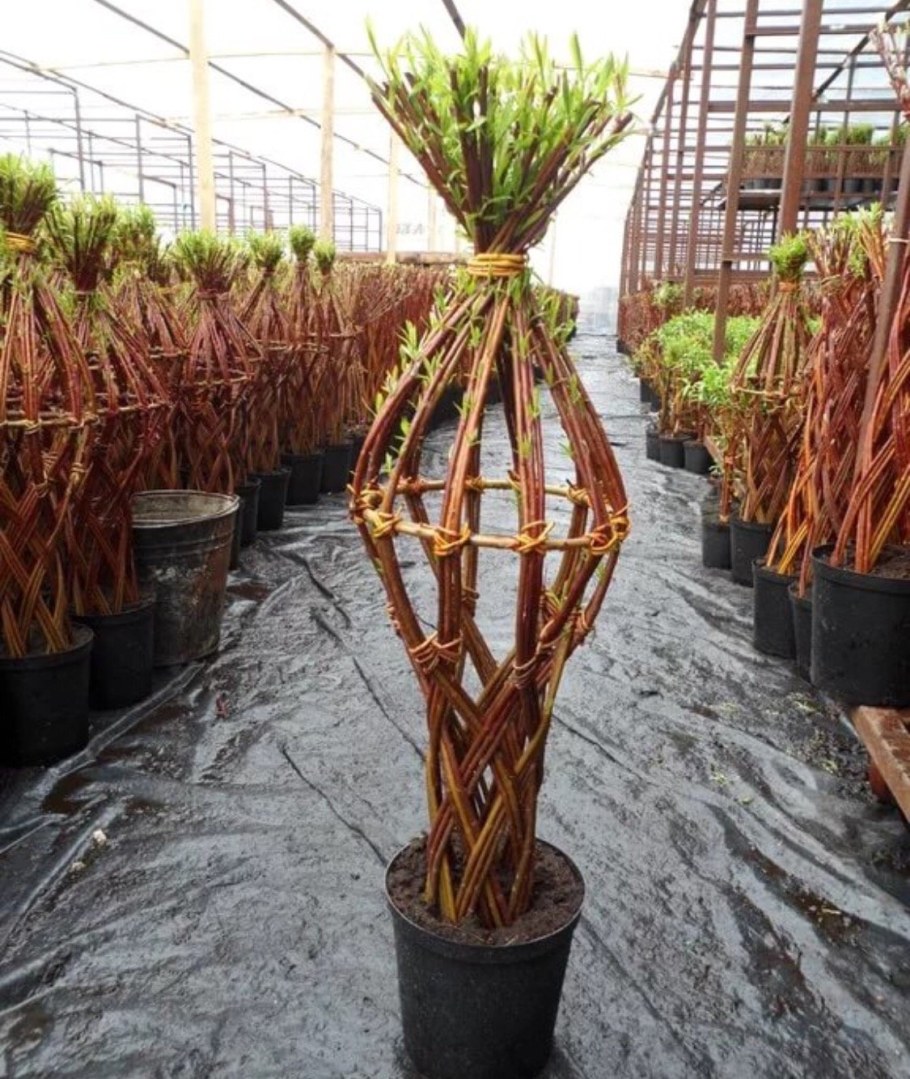 Ива плетеная датские корни (Salix viminalis)