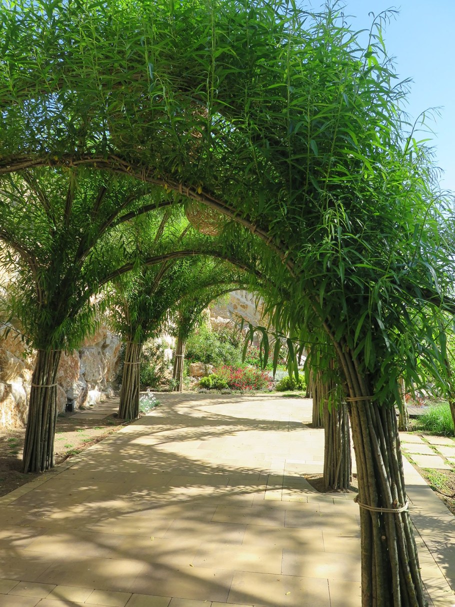 Ива плетеная датские корни