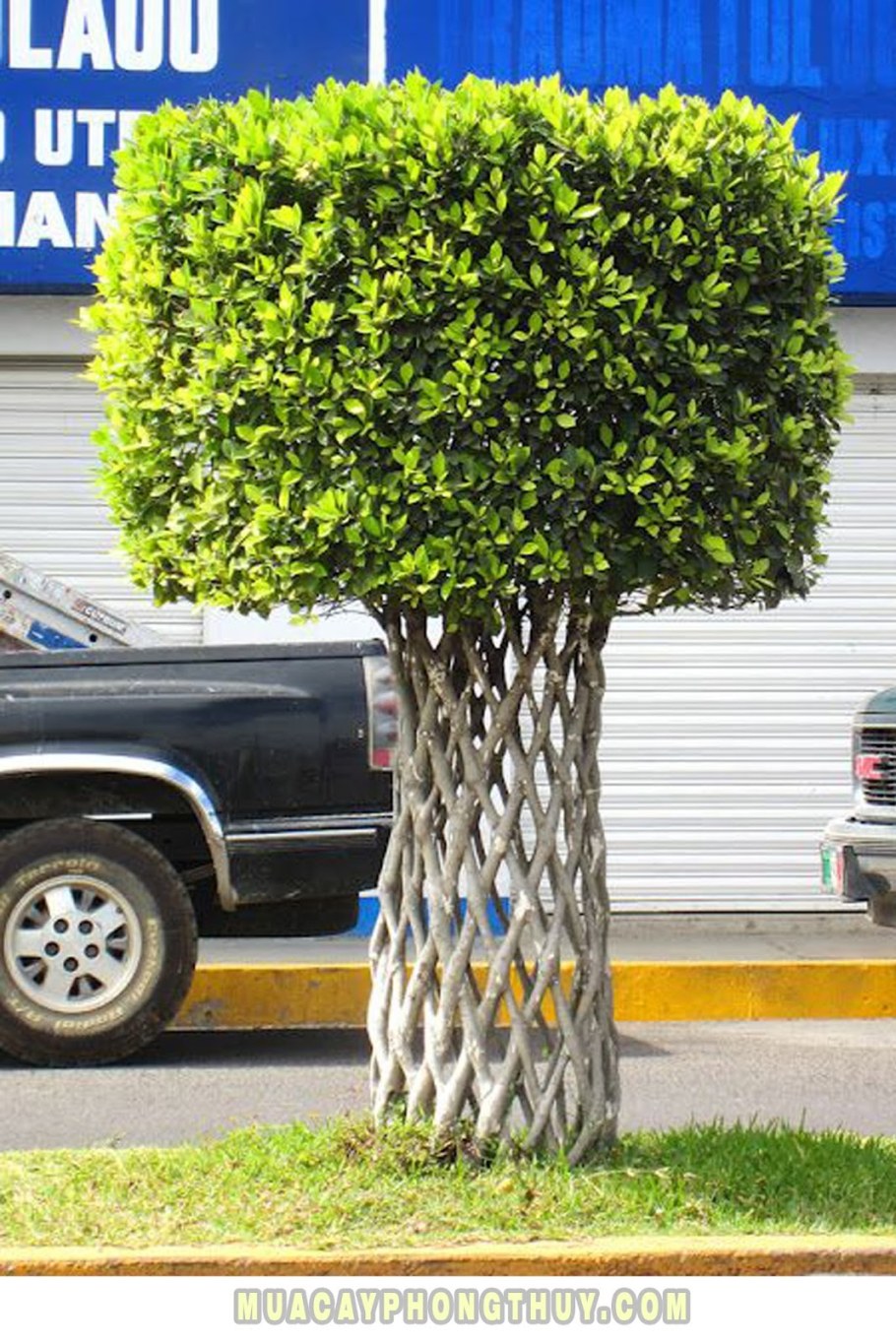 Фикус Бенджамина уличный кустарник