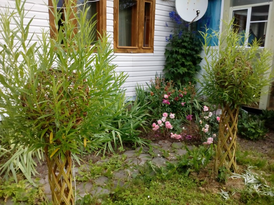 Сибирская Пальма Ива