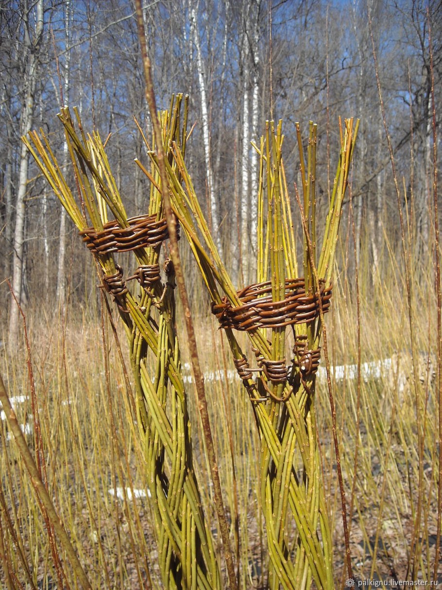 Лозоплетение из ивы русская Ива