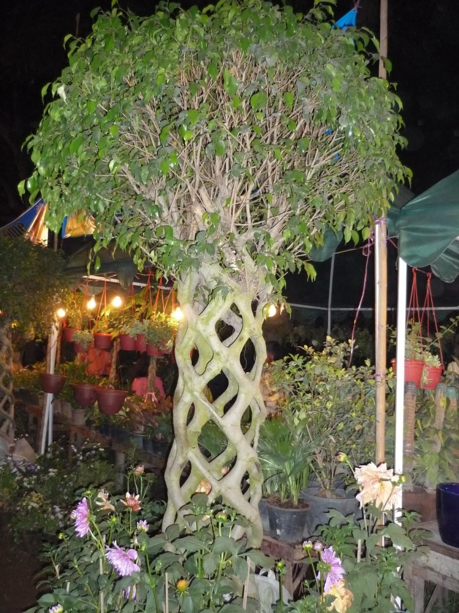 Аксель Эрландсон цирк деревьев