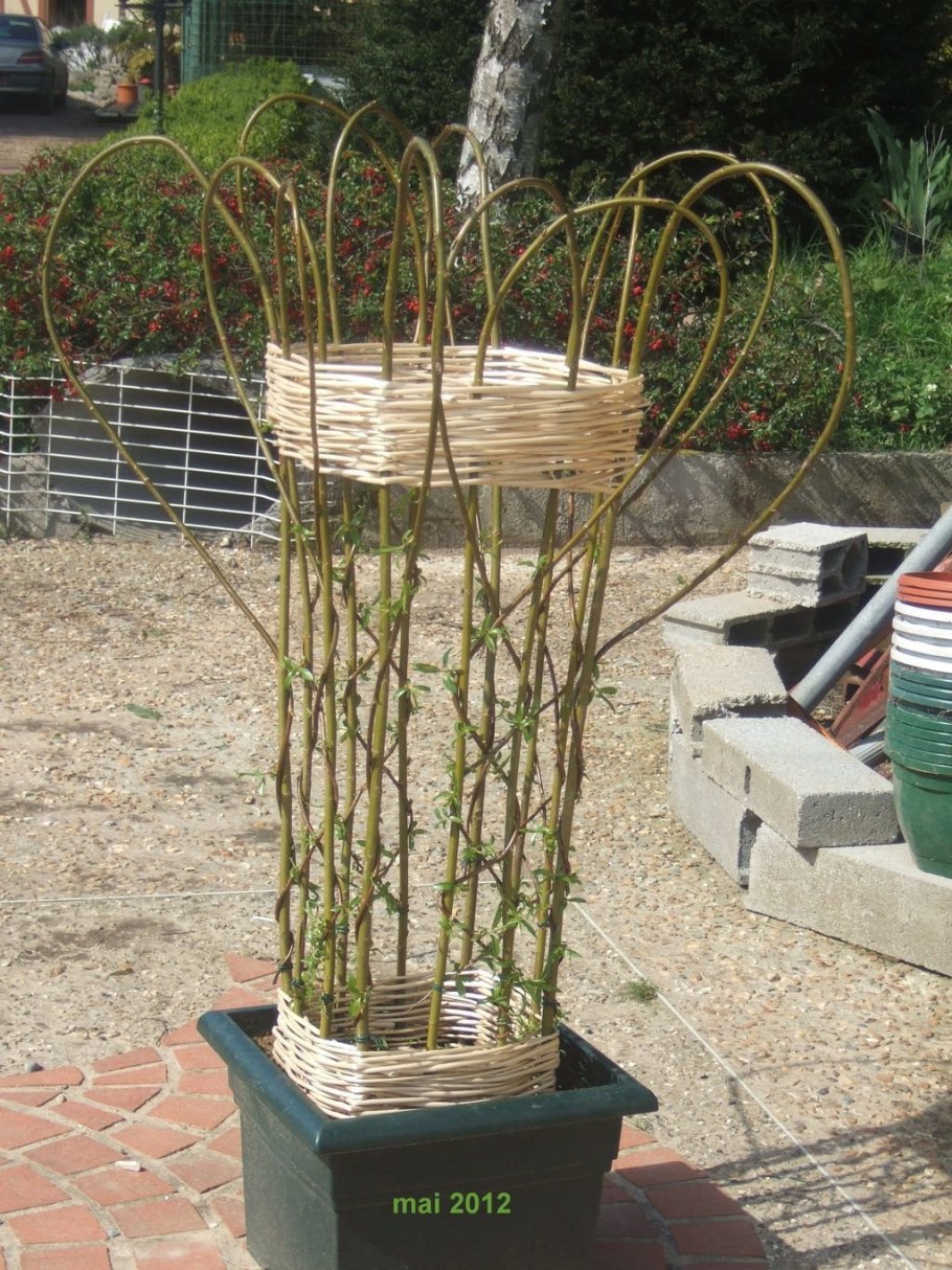 Ива плетеная Живая