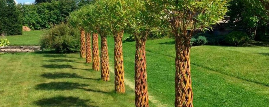Плетеная Живая изгородь Ива