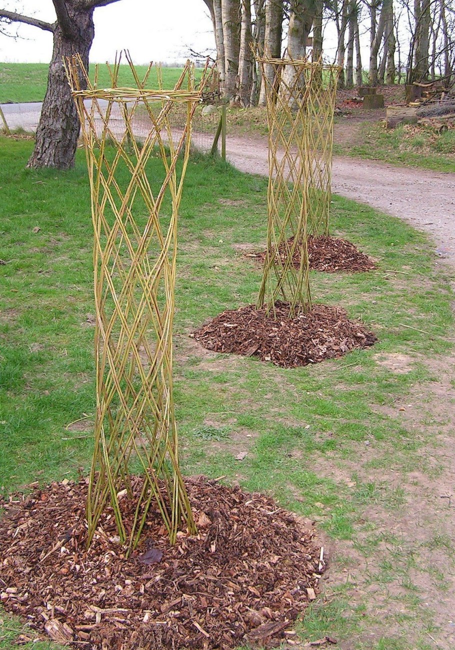 Ива плетеная датские корни