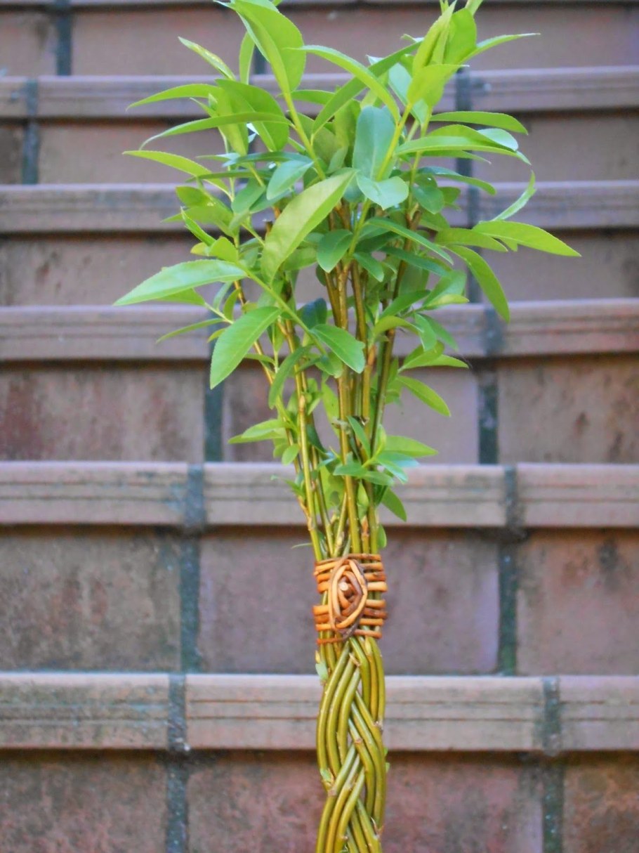 Плетение ивы датские корни