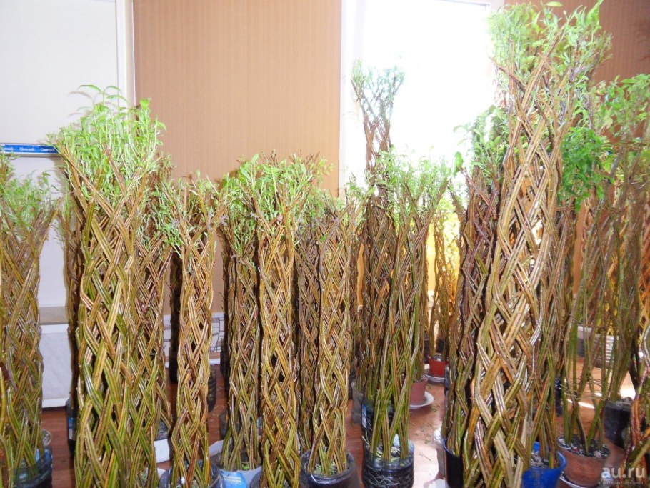 Ива американка плетеная