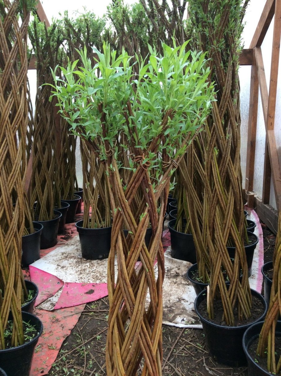 Ива плетеная датские корни