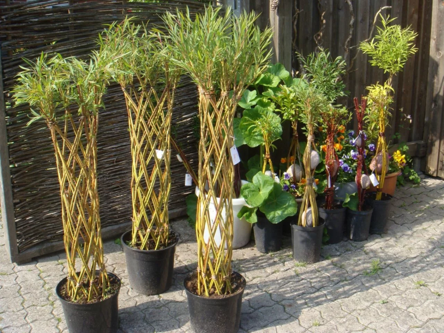 Ива плетеная Пальма