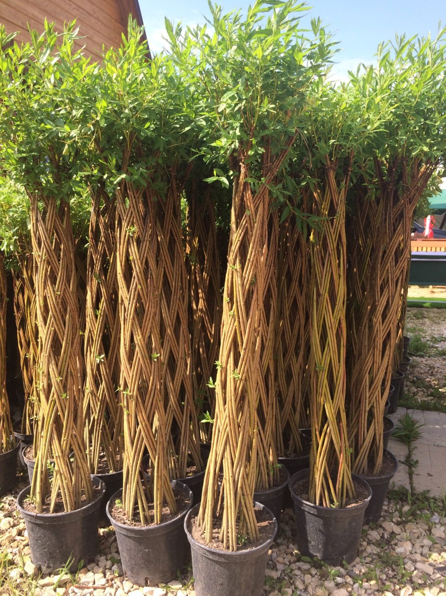 Плетистая Ива,датские корни