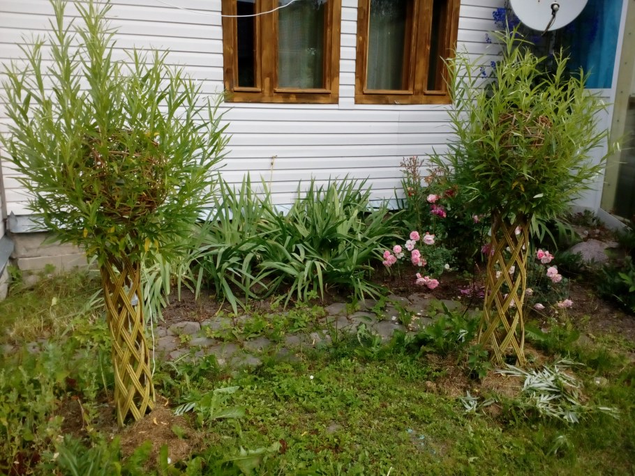 Ива американка плетеная