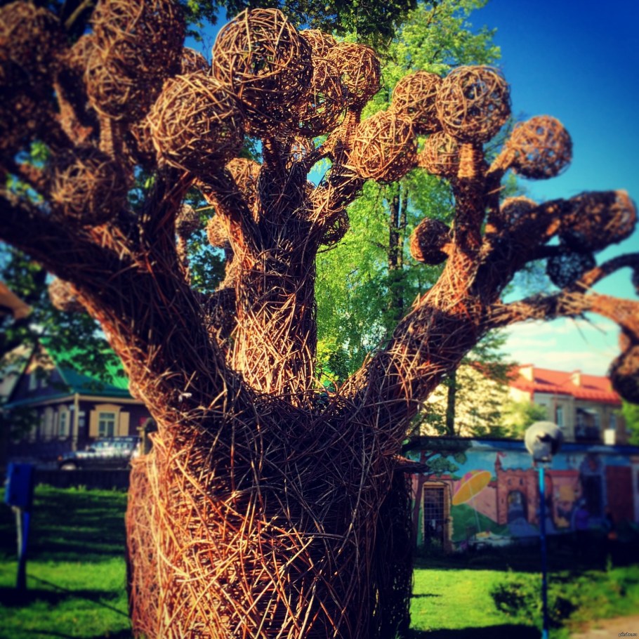 Ива плакучая плетеная