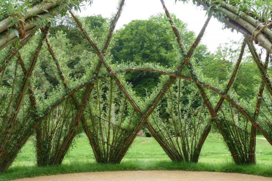 Плетеная Живая изгородь Ива