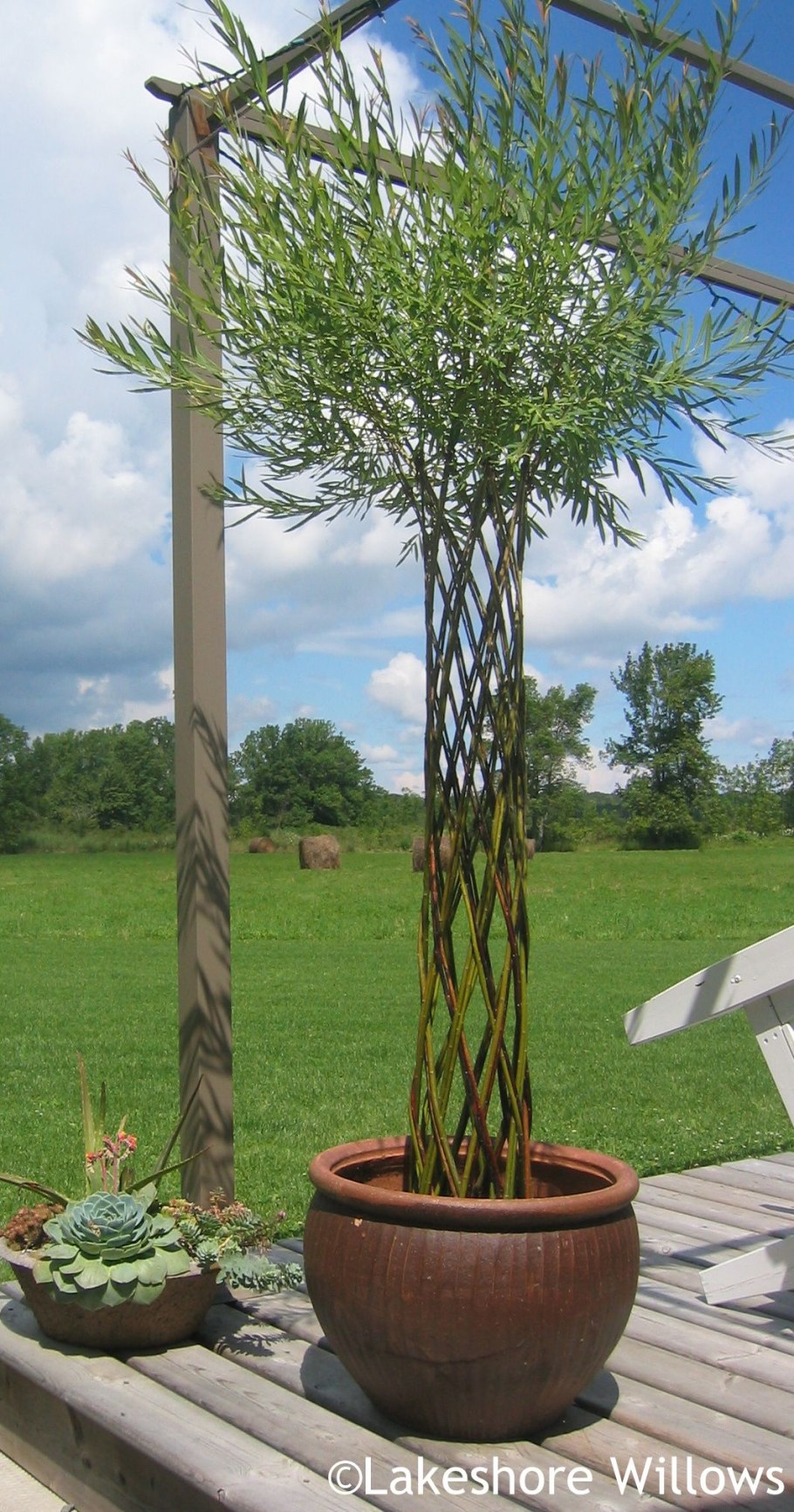 Ива плакучая плетеная