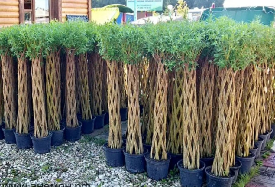 Живая изгородь Ива плетение