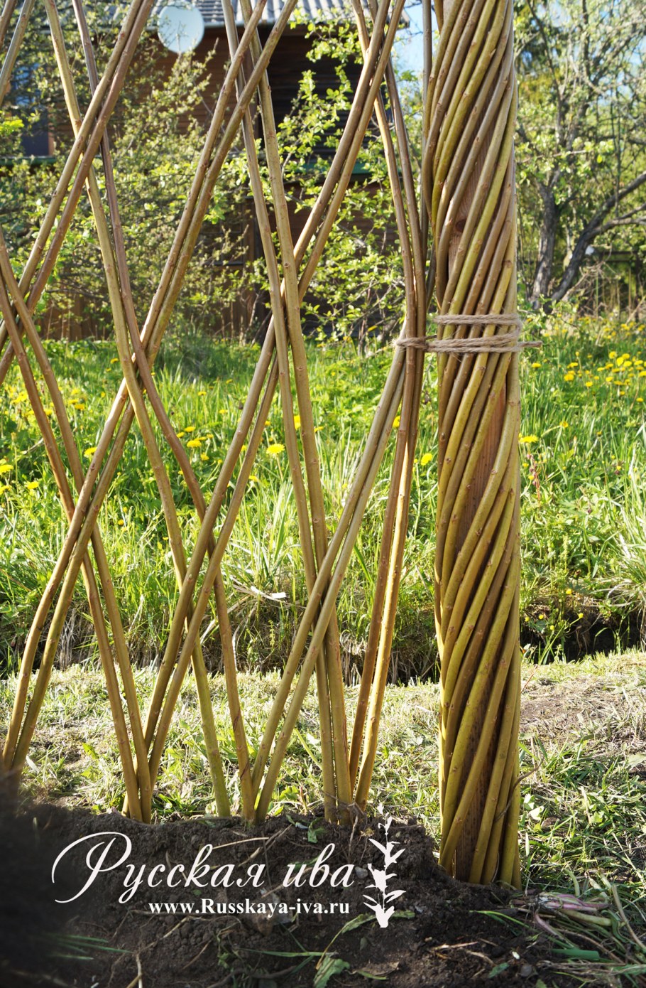 Лоза Ива черенки Живая беседка