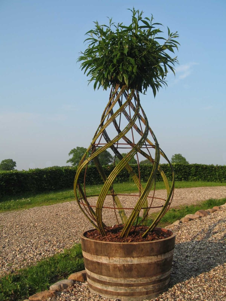 Плетёная Ива дерево