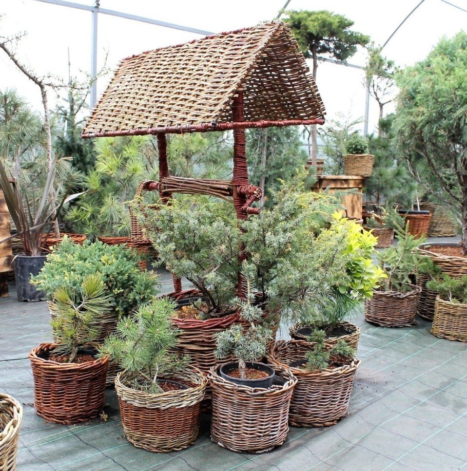 Живая беседка из ивы русская Ива