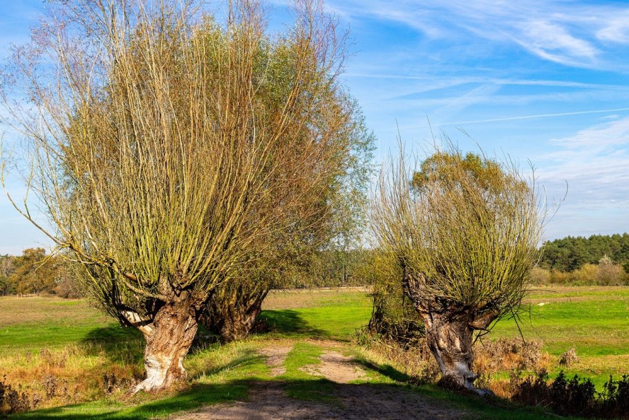Ива деревцевидная